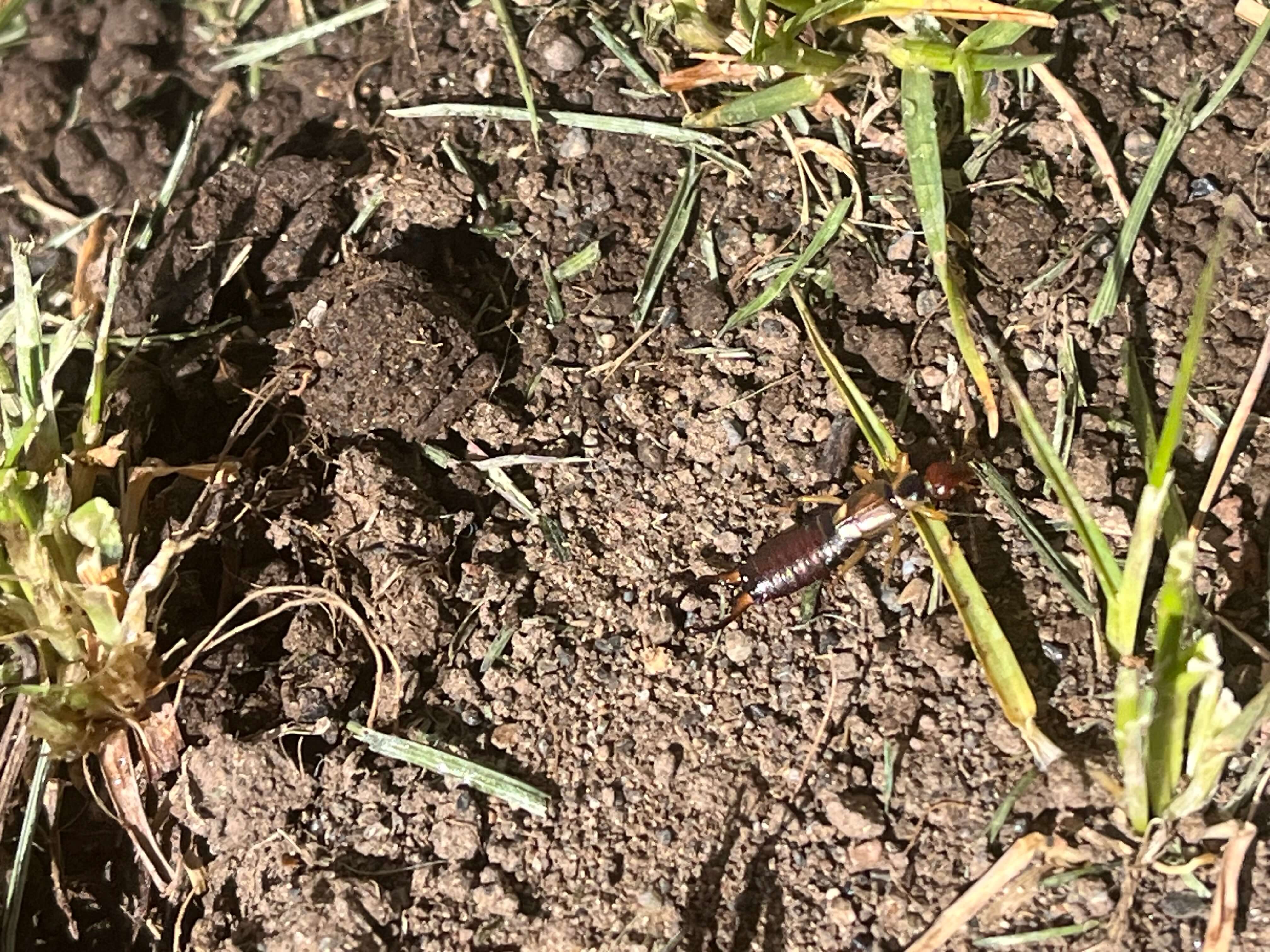 Earwigs That were removed in Rigby