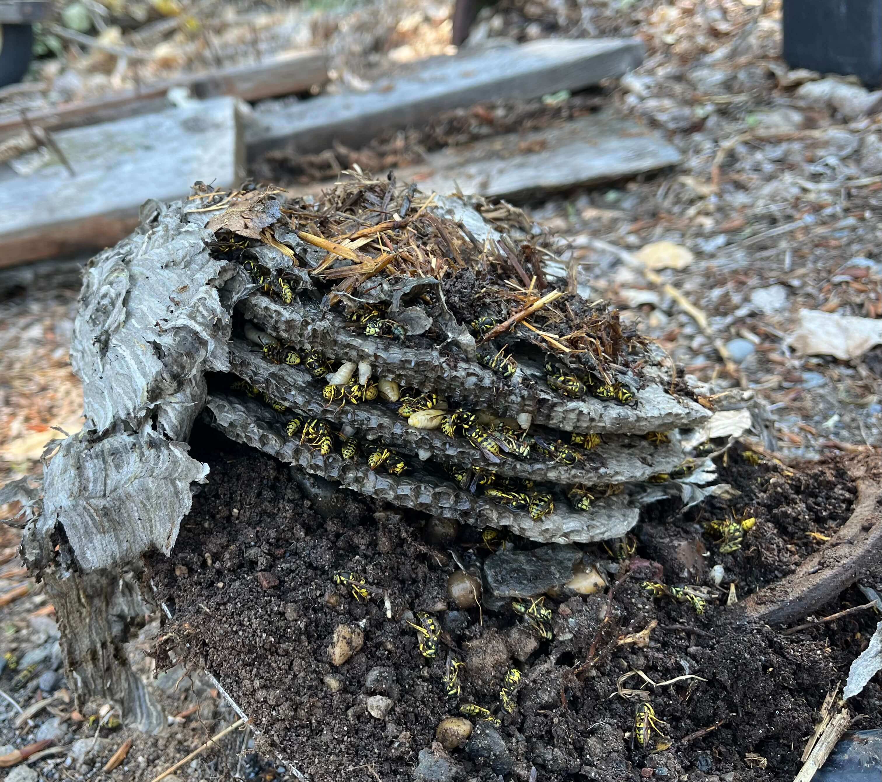 Wasp Hive that was removed in Rexburg